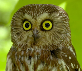 northern saw-whet owl