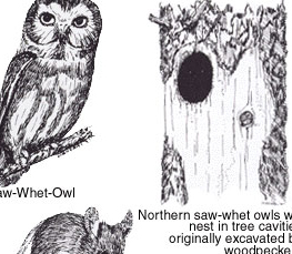 northern saw-whet owl