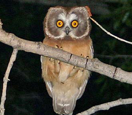 northern saw-whet owl