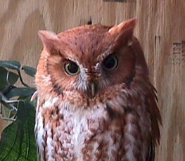 screech owl