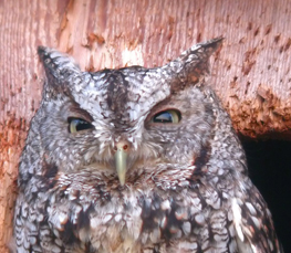 screech owl photograph
