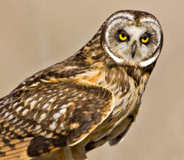 short-eared owl