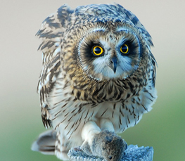 awesome short-eared owl