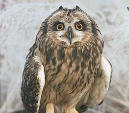 short-eared owl