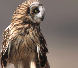 short-eared owl pic