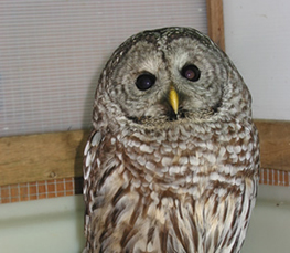 barred owl pictures