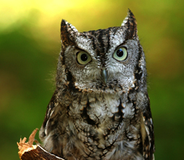 small eastern screech owl
