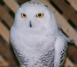 snowy owl