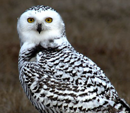 snowy owl in nature