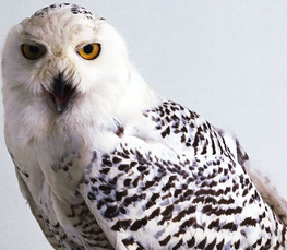 snowy owl close up