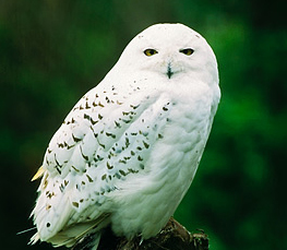 snowy owl