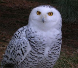 snowy owl