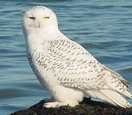 snowy owl