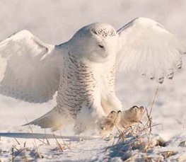 snowy owl in winter