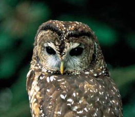 spotted owl