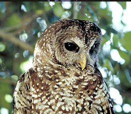 spotted owl photo