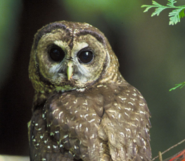 spotted owl picture