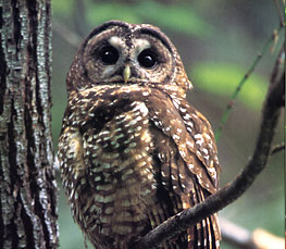 spotted owl picture