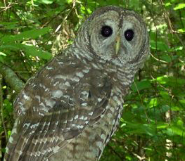spotted owl photograph