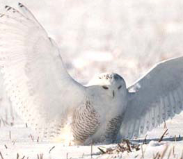 the snowy owl