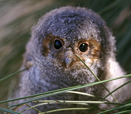 western flammulated owl