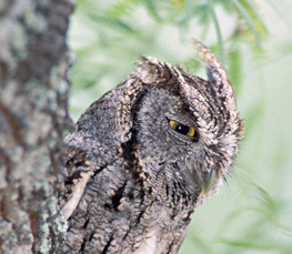 eastern screech owl