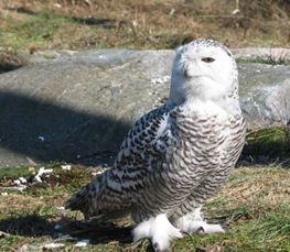 wild snowy owl