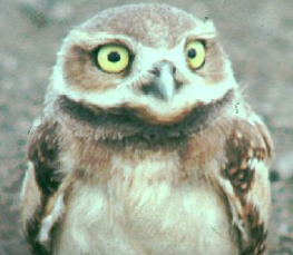 burrowing owl