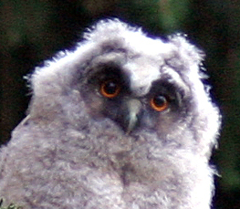 long-eared owl pictures